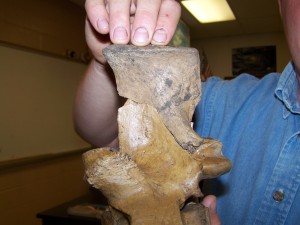Lumbar vertebral fragment