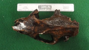 Beaver skull 