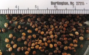 Bog Bean seeds