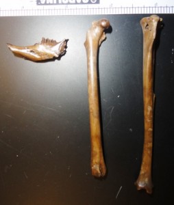 Rabbitt mandible, femur, and tibia