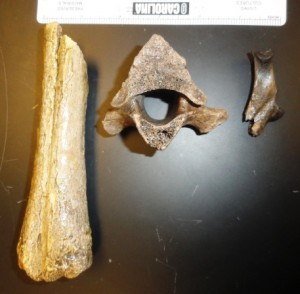 Elk phalange, vertebrae and rib fragment