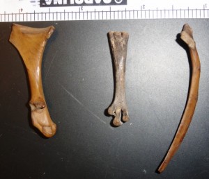 Pintail coracoid, tarsometatarsus, and scapula