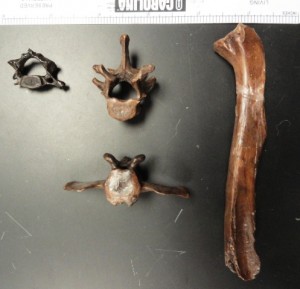 Beaver tibia and vertebrae