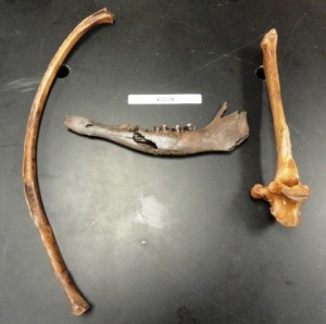 Bison rib, mandible, and thoracic vertebrae