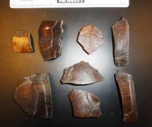 Turtle shell fragments