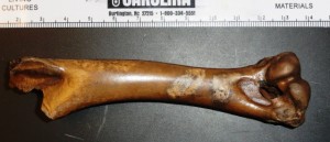 Turkey humerus