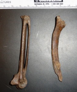 Long bones and scapula