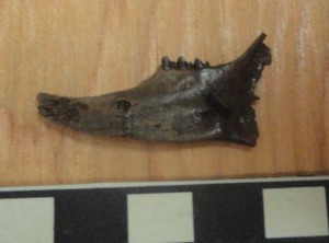 Rabbit mandible from Legion Park