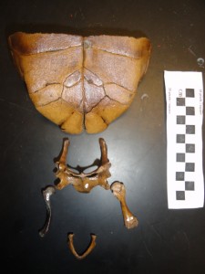 Turtle plastron, pelivs, femur and mandible
