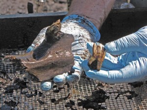 Skull fragments and teeth from water screening