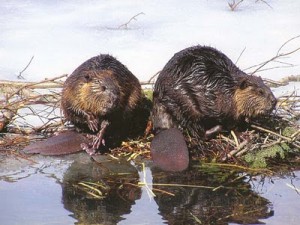 Beavers