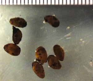 Oregon Grape seeds