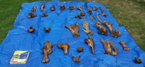 Some of the bones after cleaning