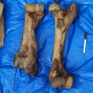 Right femur and left humerus