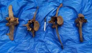 Some of the vertebrae