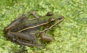 leopard frog