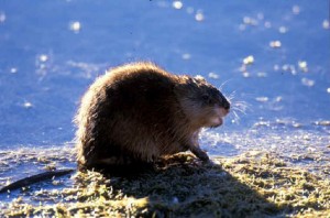 Muskrat