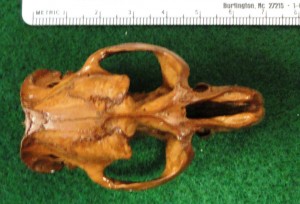 Muskrat skull