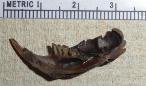 Pocket Gopher mandible