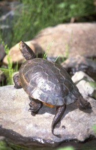 Pond Turtle