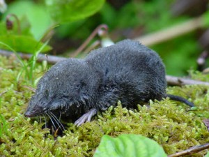 Water Shrew