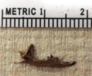 Shrew mandible