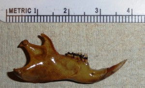 Squirrel mandible