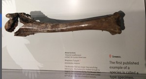 Teratorn woodburnensis humerus